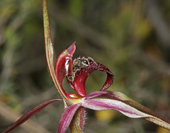 Caladenia formosa