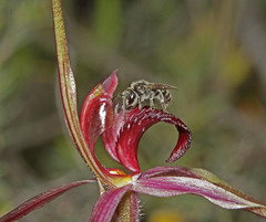Caladenia formosa
