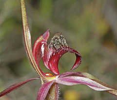 Caladenia formosa
