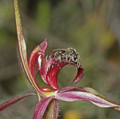 Caladenia formosa