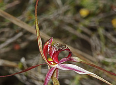 Caladenia formosa