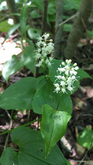 Maianthemum bifolium