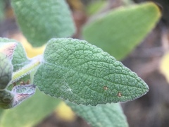 Lepechinia cardiophylla