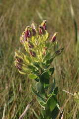 Lopholaena dregeana