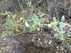 Lepechinia cardiophylla