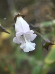 Lepechinia cardiophylla