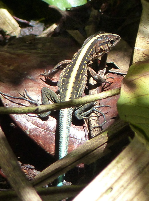 Middle American Ameiva