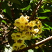 Elaeocarpus bancroftii - Photo (c) paluma, algunos derechos reservados (CC BY-NC), subido por paluma
