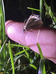 Crambus pascuella