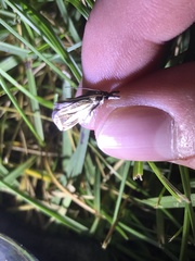 Crambus pascuella