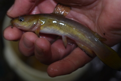 Ameiurus brunneus