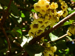 Elaeocarpus bancroftii