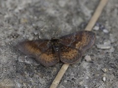 Leptostales rubromarginaria