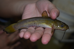 Ameiurus brunneus