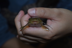 Ameiurus brunneus