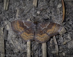 Leptostales rubromarginaria