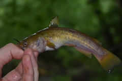 Ameiurus brunneus