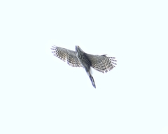 Accipiter trivirgatus