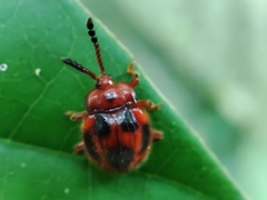 Stenotarsus pardalis