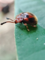 Stenotarsus pardalis