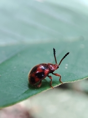 Stenotarsus pardalis