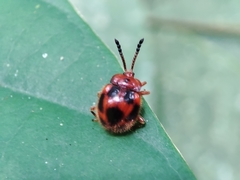Stenotarsus pardalis
