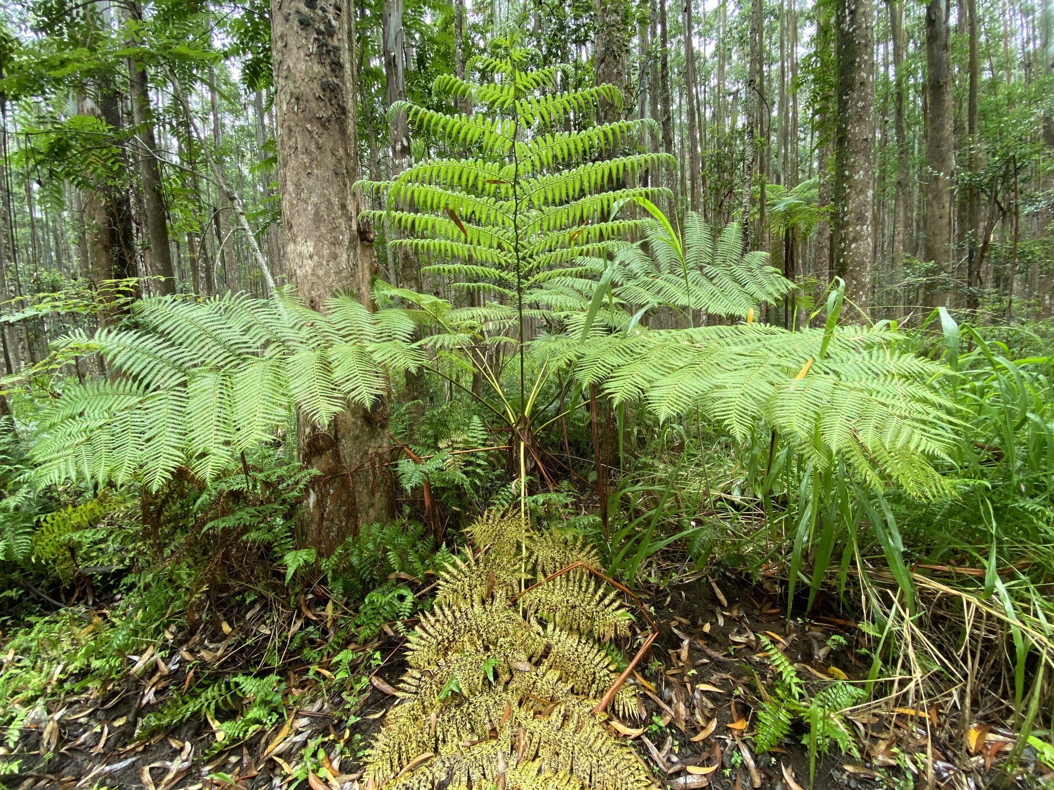 Cyathea cooperi
