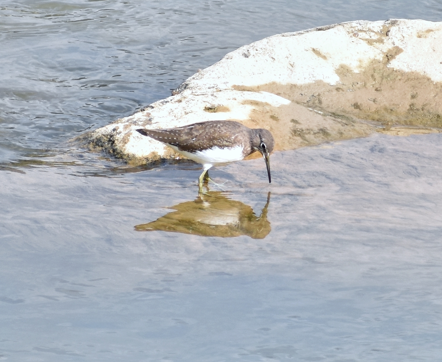 Green Sandpiper