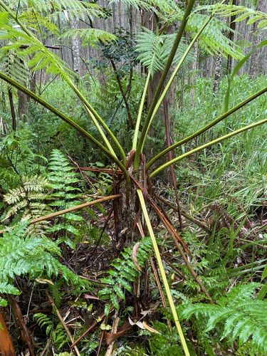 Sphaeropteris cooperi