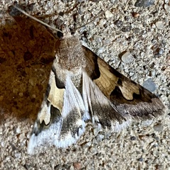 Drasteria pallescens