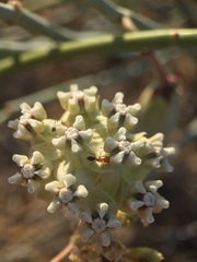 Asclepias subaphylla