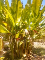 Heliconia × rauliniana