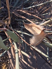 Asclepias subaphylla