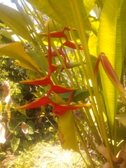 Heliconia × rauliniana