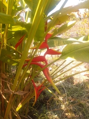 Heliconia × rauliniana