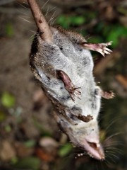 Myosorex varius