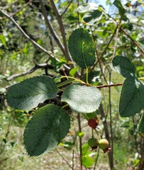 Amelanchier cusickii