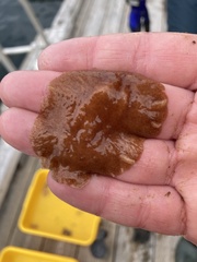 Kaburakia excelsa