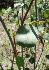 Amelanchier cusickii