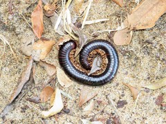 Doratogonus infragilis