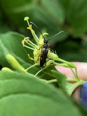 Analeptura