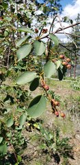 Amelanchier cusickii