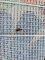 Dicranocephalus agilis