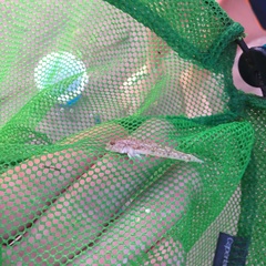 Pomatoschistus microps