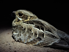 Caprimulgus asiaticus