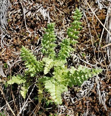 Woodsia oregana