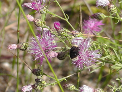 Bombus occidentalis