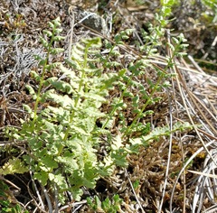 Woodsia oregana