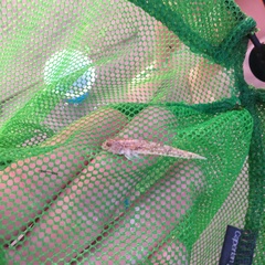 Pomatoschistus microps