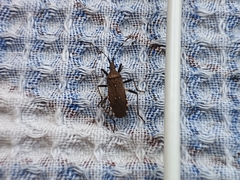 Dicranocephalus agilis